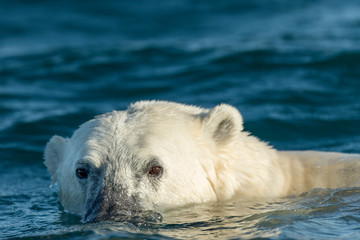 Canvas Print - Canada, Nunavut Territory, Repulse Bay, Polar Bear (Ursus maritimus) swimming in Hudson Bay on summer morning