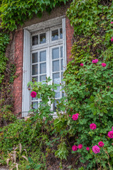 Sticker - Climbing rose, Caudebec en Caux, Normandy, France