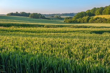 Wall Mural - Scenic field, Vexin Region, Normandy, France