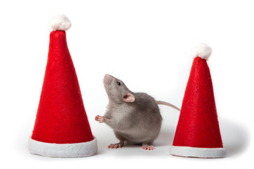 Decorative dumbo rat between santa hats on a white background isolated. Year of the rat. Chinese New Year. Charming pet.