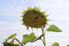 Sonnenblume Mit Gesicht