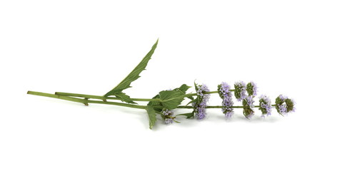 Wall Mural - Close-up of fresh blooming mint isolated on white background.