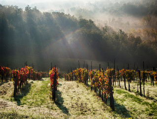 Canvas Print - Italy, Tuscany, Chianti, Autumn Vineyard with Bright Color and Foggy Morning