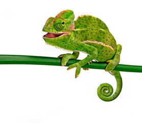 Wall Mural - funny cute Chamaeleo calyptratus, female, isolated on a white background