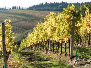 Wall Mural - Italy, Tuscany. Rows of vines and olive groves carpet the countryside.