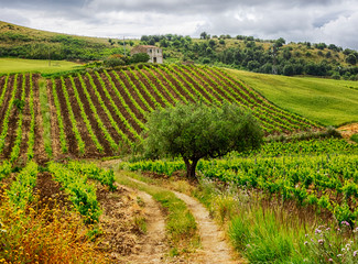 Poster - Overview of vineyards with mountain range and lone tree