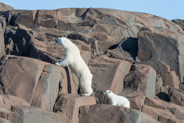 Wall Mural - Arctic, Norway, Svalbard, Spitsbergen, polar bear (Ursus maritimus) cub, rocky, swimming. Polar bear and cub coming off rocks to the ocean.