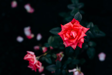 Red garden rose. View from above