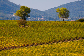 Canvas Print - Vineyards Draping Hillsides near Monte Falco