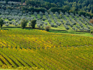 Canvas Print - Italy, Tuscany, Chianti, Autumn Vineyard Rows with Bright Color