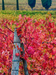 Sticker - Italy, Montepulciano, Autumn Vineyard in full color near San Quirico