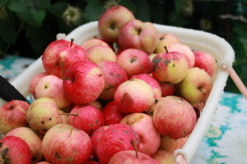 garden apples in a plastic basket