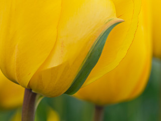 Wall Mural - The Netherlands, Lisse, Keukenhof Gardens. Close-up of tulip.