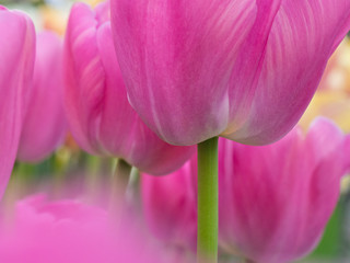 Sticker - The Netherlands, Lisse, Keukenhof Gardens. Close-up of tulips.