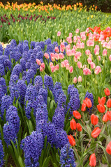 Wall Mural - Netherlands (aka Holland), Lisse. Keukenhof Gardens, the world's largest bulb flower park with over 4.5 million tulips in 100 varieties.