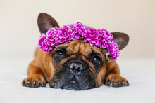 Cute Brown French Bulldog Lying On Bed At Home. Wearing A Beautiful Purple Wreath Of Flowers. Pets Indoors And Lifestyle