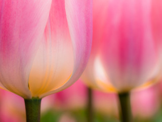 Wall Mural - The Netherlands, Lisse, Keukenhof Gardens. Close-up of tulips.