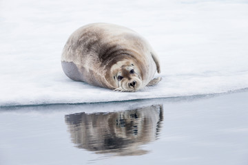 Poster - Arctic, Norway, Svalbard, Spitsbergen, pack ice, bearded seal (Erignathus barbatus) Bearded seal on ice.