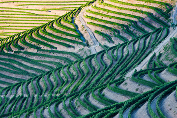 Wall Mural - Portugal, Terraced Vineyards lining the hills of the Douro Valley