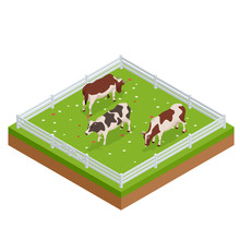 Isometric Brown And White Cows In A Grassy Field On A Bright And Sunny Day. Dairy Cattle Set. Cows Collection.