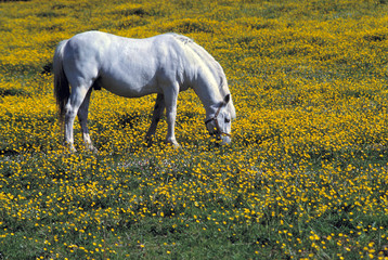 Poster - England, Cotswold Hills. A white horse grazes in a flowered field in the Cotswold Hills, England.