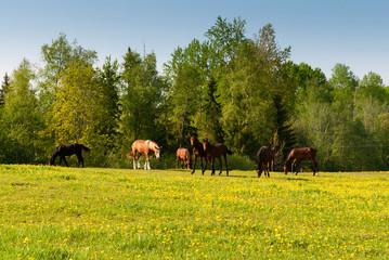 Sticker - Fields at Varska, Estonia, Baltic States