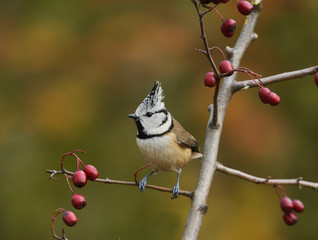 Sticker - Crested Tit (Parus cristatus), adult perched on berry laden branch of European cranberry bush (Viburnum opulus), Oberaegeri, Switzerland, Europe