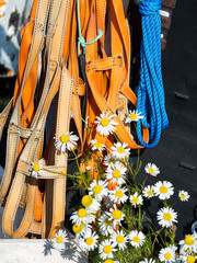 Poster - Harness for a dog team. Small town of Uummannaq, northwest Greenland.