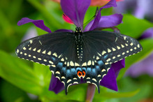 Black Swallowtail Butterfly, Papilio Polyxenes
