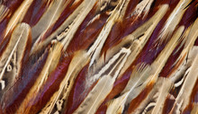 Ring-necked Pheasant Feather Design