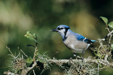 Wall Mural - Blue Jay, Cyanocitta cristata,adult, San Antonio, Texas, USA, Oktober