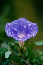 Great Smoky Mountains National Park, Purple Morning Glory With Raindrops