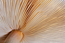 Pattern On Underside Gills Of Mushroom