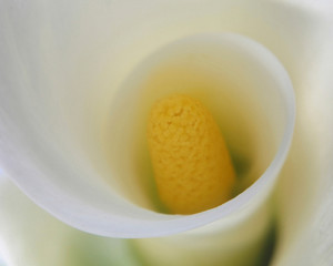 White Calla Lily Abstract