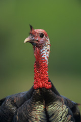 Poster - Wild Turkey, Meleagris gallopavo,male displaying, Lake Corpus Christi, Texas, USA, April