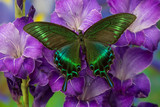 Fototapeta Motyle - The Common Peacock Swallowtail Butterfly, Papilio bianor