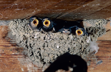 Canvas Print - Barn Swallow, Hirundo rustica, adult feeding young in nest in Barn, Oberaegeri, Switzerland, July