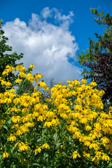 Wall Mural - Rudbeckia Hirta, USA