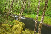 USA, Oregon, Nestucca River. Lush Growth Beside Flowing Stream. 