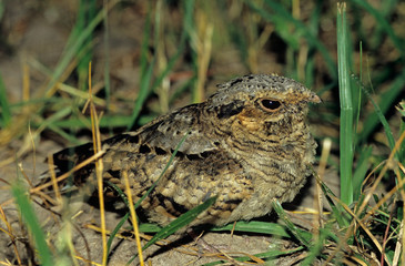 Poster - Common Pauraque, Nyctidromus albicollis,young at night on nest, The Inn at Chachalaca Bend, Cameron County, Rio Grande Valley, Texas, USA, May