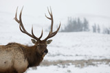 Fototapeta Zwierzęta - Rocky Mountain bull elk, winter portrait