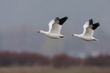 Ross's Geese Flying