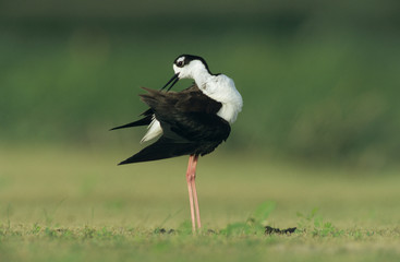 Poster - Black-necked Stilt, Himantopus mexicanus,adult preening, Lake Corpus Christi, Texas, USA, May