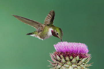 Wall Mural - broad-tailed hummingbird, selasphorus platycercus, male in flight feeding on musk thistle (carduus n