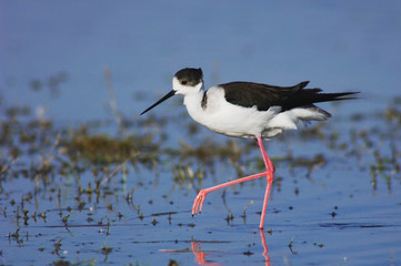 Wall Mural - Black-winged Stilt, Himantopus himantopus, adult walking, National Park Lake Neusiedl, Burgenland, Austria, April