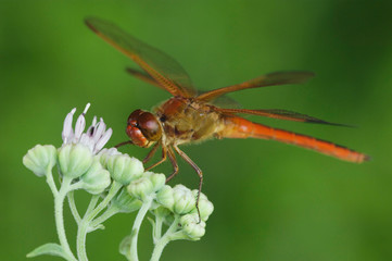 Poster - Needham's Skimmer, Libellula needhami, adult on Rose Palafoxia (Palafoxia rosea), Willacy County, Rio Grande Valley, Texas, USA, June