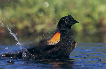 Canvas Print - Red-winged Blackbird, Agelaius phoeniceus,male bathing, Laguna Atascosa National Wildlife Refuge, Rio Grande Valley, Texas, USA, April