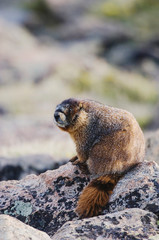 Sticker - Yellow-bellied Marmot,Marmota flaviventris,adult on rock boulder,Rocky Mountain National Park, Colorado, USA, June