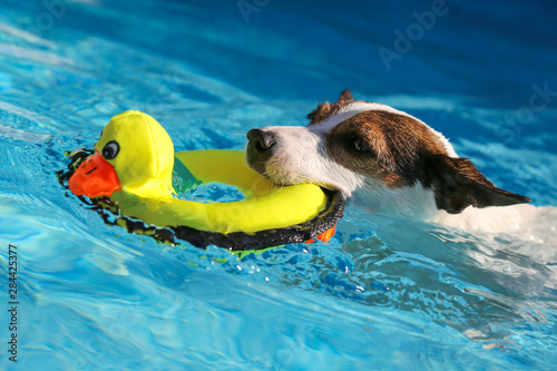 Cuadros en Lienzo Close up of dog swimming with toy in mouth on a sunny day