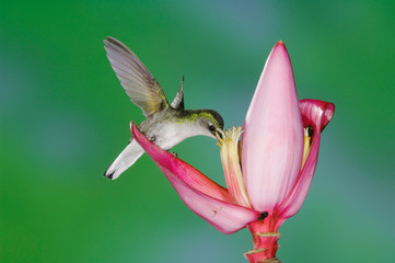 Sticker - Black-bellied Hummingbird, Eupherusa nigriventris, female feeding on Ornamental Banana plant flower(Musa velutina), Central Valley, Costa Rica, Central America, December